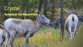  Presentation with cascade mountains - PPT theme with wild-bighorn-sheep-in-cascade background and a tawny brown colored foreground