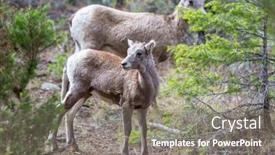  Presentation with cascade mountains - Colorful presentation theme enhanced with wild-bighorn-sheep-in-cascade backdrop and a gray colored foreground