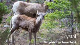  Presentation with cascade mountains - Cool new slide deck with wild-bighorn-sheep-in-cascade backdrop and a gray colored foreground