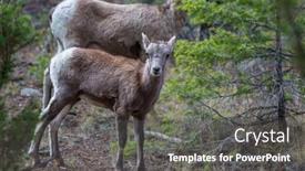  Presentation with cascade mountains - Theme having wild-bighorn-sheep-in-cascade background and a dark gray colored foreground