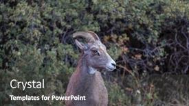  Presentation with cascade mountains - Presentation design enhanced with wild-bighorn-sheep-in-cascade background and a  colored foreground