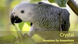  Presentation with parrot - Cool new presentation theme with wild birds - african grey parrot sitting backdrop and a tawny brown colored foreground