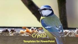  Presentation with bird - Amazing theme having wild birds - blue tit in bird table backdrop and a tawny brown colored foreground