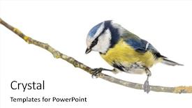  Presentation with branch - Theme enhanced with wild birds - blue tit perched background and a white colored foreground