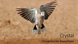  Presentation with kalahari - Beautiful PPT theme featuring wild birds - cape turtle dove streptopelia capicola backdrop and a coral colored foreground