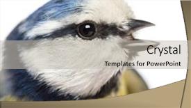  Presentation with blue eyes technology close up - Colorful slides enhanced with wild birds - close-up of a tweeting blue backdrop and a light gray colored foreground