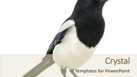  Presentation with quail bird common - Presentation theme with wild birds - common magpie pica pica isolated background and a soft green colored foreground