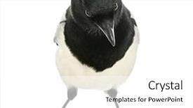  Presentation with curious sky - Colorful slide set enhanced with wild birds - curious common magpie facing looking backdrop and a white colored foreground