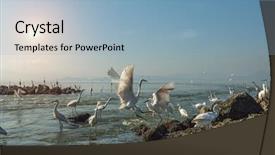  Presentation with play - Colorful presentation theme enhanced with wild birds - egrets play in sunset backdrop and a light blue colored foreground
