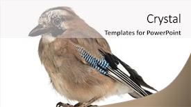  Presentation with old - Amazing slides having wild birds - eurasian jay garrulus glandarius 8 backdrop and a white colored foreground