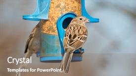  Presentation with bird sparrow - Slides consisting of wild birds - field sparrow eating background and a gray colored foreground