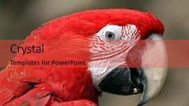 Presentation with wine green - Colorful PPT theme enhanced with wild birds - green-winged macaw ara chloropterus backdrop and a  colored foreground