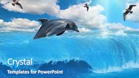  Presentation with dolphin - Theme featuring wild birds - grey dolphin jumping above blue background and a teal colored foreground
