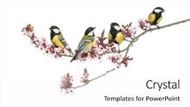  Presentation with group - Theme having wild birds - group of male great tits background and a white colored foreground