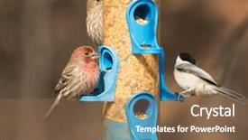  Presentation with taking flight - Amazing presentation theme having wild birds - male house finch at feeder backdrop and a violet colored foreground