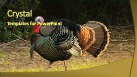  Presentation with turkey - Amazing presentation having wild birds - male turkey gobbler flaring its backdrop and a wine colored foreground