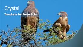  Presentation with tawny - PPT theme enhanced with wild birds - pair of tawny eagles aquila background and a  colored foreground