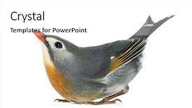  Presentation with funny - PPT theme consisting of wild birds - red-billed leiothrix leiothrix lutea background and a  colored foreground
