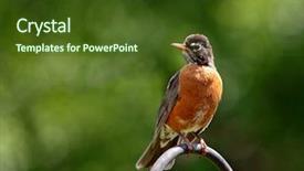  Presentation with plant - Audience pleasing slide deck consisting of wild birds - single male american robin standing backdrop and a tawny brown colored foreground