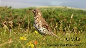  Presentation with song liric book - Beautiful presentation featuring wild birds - song thrush isles of scilly backdrop and a  colored foreground
