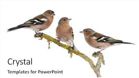  Presentation with three step - Audience pleasing presentation design consisting of wild birds - three common chaffinch backdrop and a white colored foreground