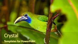  Presentation with costa rica - PPT theme with wild birds - toucanet bird costa rica background and a tawny brown colored foreground