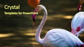  Presentation with flamingo - Amazing PPT theme having wild birds - white flamingo head neck backdrop and a wine colored foreground