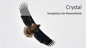  Presentation with eagle flying - Amazing presentation having wild birds - white tailed eagle haliaeetus albicilla backdrop and a white colored foreground