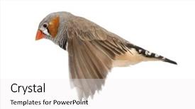  Presentation with white dove flying - Presentation design having wild birds - zebra finch flying taeniopygia guttata background and a white colored foreground
