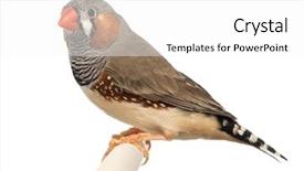  Presentation with methods to protect against unwanted precnancy in m - Colorful PPT theme enhanced with wild birds - zebra finch taeniopygia guttata backdrop and a white colored foreground