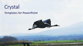  Presentation with birds - Slide deck consisting of wild birds common crane latin grus grus life on field background and a sky blue colored foreground