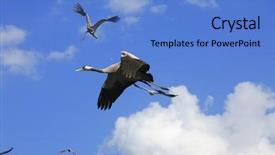  Presentation with crane - Cool new PPT theme with wild birds common crane latin grus grus life on field backdrop and a teal colored foreground