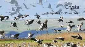  Presentation with crane - Slide deck having wild birds common crane latin background and a light blue colored foreground