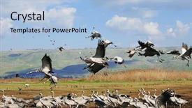  Presentation with birds - PPT layouts enhanced with wild birds common crane latin grus grus life on field background and a light blue colored foreground