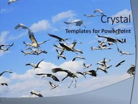 Wild Birds Common Crane Latin PPT template 36 | CrystalGraphics