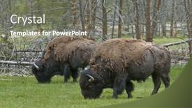  Presentation with bison - Theme enhanced with wild bison buffalo in yellowstone national park grazing background and a gray colored foreground