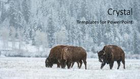  Presentation with teton - Slide set consisting of wild bison graze through snow background and a light blue colored foreground