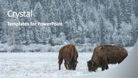  Presentation with bison - Beautiful slide deck featuring wild bison graze through snow backdrop and a gray colored foreground