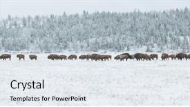  Presentation with teton - Slides having wild bison graze through snow background and a sky blue colored foreground