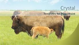  Presentation with bison - Slide deck with wild bison in steppe on summer day background and a cool aqua colored foreground
