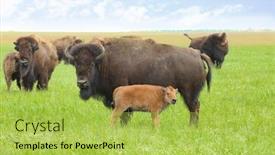  Presentation with bison - Beautiful slide deck featuring wild bison in steppe on summer day backdrop and a yellow colored foreground