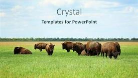  Presentation with bison - Audience pleasing PPT theme consisting of wild bison in steppe on summer day backdrop and a sky blue colored foreground