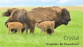  Presentation with bison - PPT theme having wild bison in steppe on summer day background and a yellow colored foreground