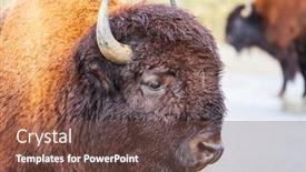  Presentation with bison - Amazing slides having wild-bison-in-yellowstone-national backdrop and a tawny brown colored foreground