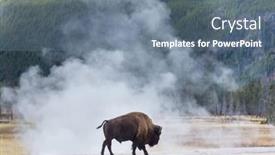  Presentation with bison - PPT theme having wild-bison-in-yellowstone-national background and a seafoam green colored foreground