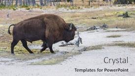  Presentation with bison - Presentation theme having wild-bison-in-yellowstone-national background and a  colored foreground