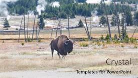  Presentation with bison - Presentation theme featuring wild-bison-in-yellowstone-national background and a soft green colored foreground