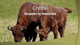  Presentation with bison - Cool new slides with wild bison on the field backdrop and a tawny brown colored foreground