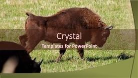  Presentation with bison - Audience pleasing presentation theme consisting of wild-bison-on-the-field backdrop and a wine colored foreground