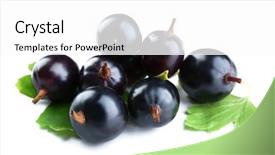  Presentation with currant - Slides having wild black currant with green leaves isolated on white background and a white colored foreground